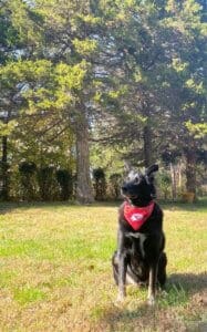 black dog sitting in garden landscape Kansas City