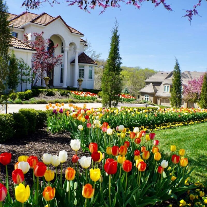 tulip garden landscaping Kansas City