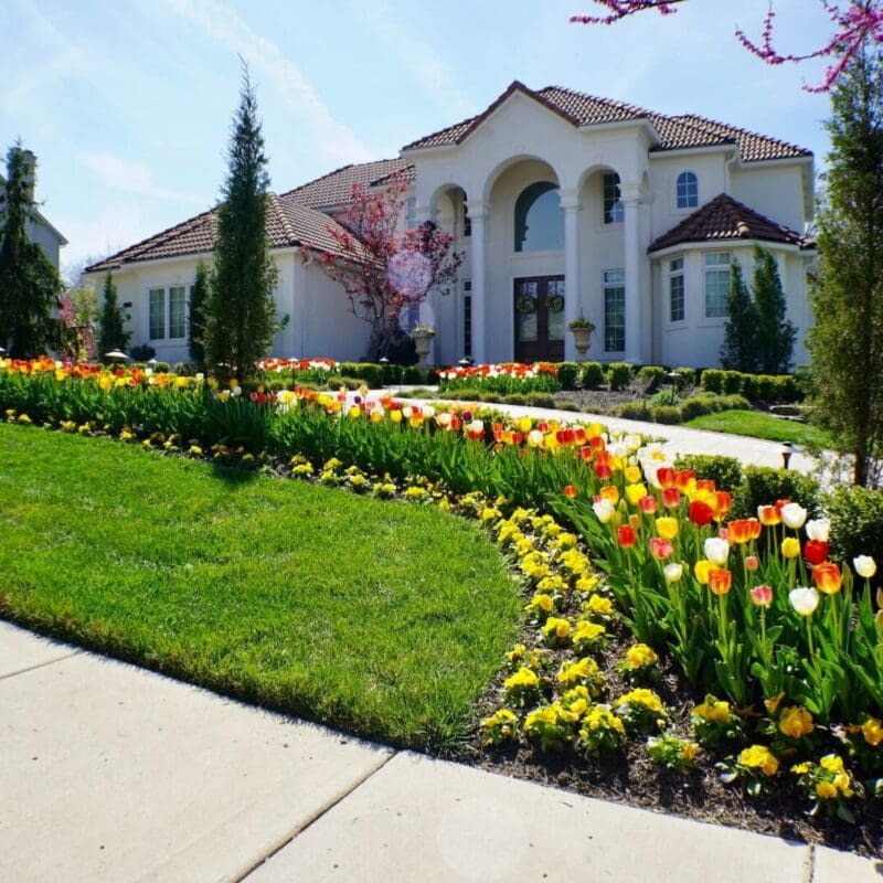 tulip flower landscape Kansas City