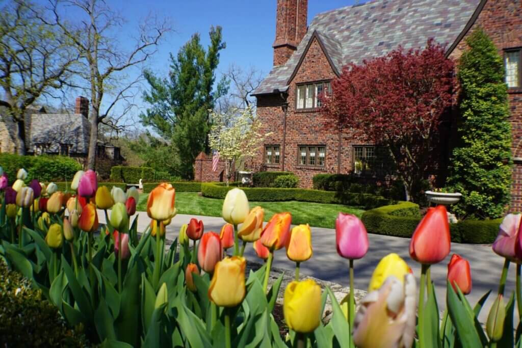 Kansas City tulip bulbs