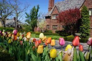 Kansas City tulip bulbs