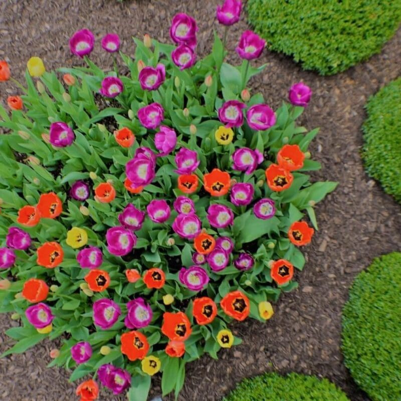 garden landscaping Kansas City flower garden landscaping Kansas City