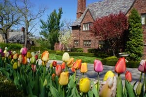 tulip flower garden landscape Kansas City