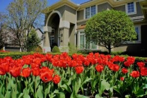 red tulip garden landscape Kansas City