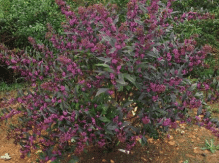 Maximize Your Landscape with High Impact Shrubs