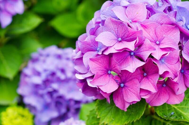 hydrangea Flower Kansas Design Kansas City