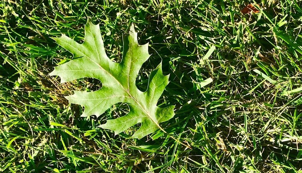 Leaf Oak Fall Kansas City