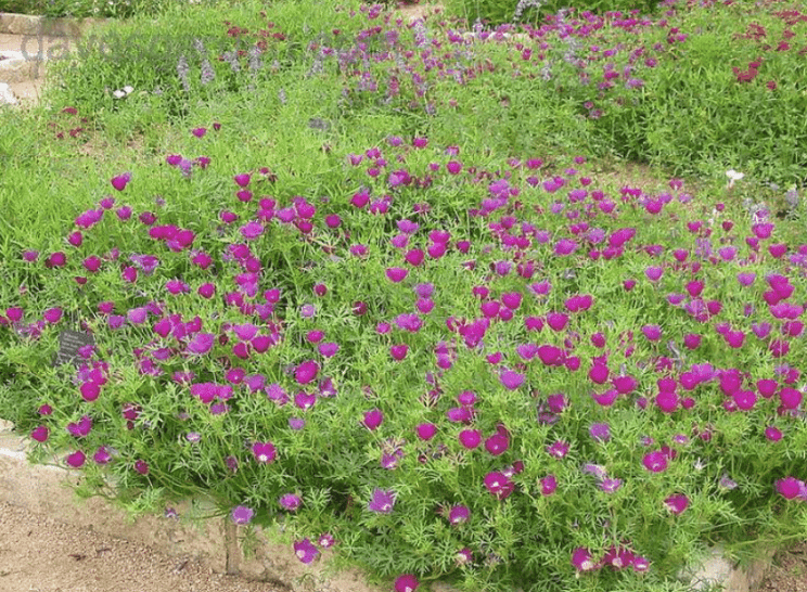 Best Full Sun Perennials for Kansas City