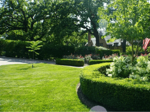 trees & hedges Kansas City