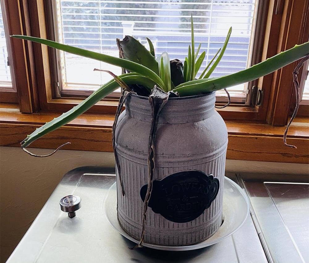 Aloevera Kansas City